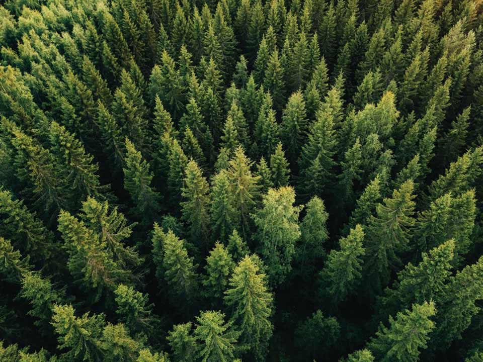 ESG Sustainability Forest 