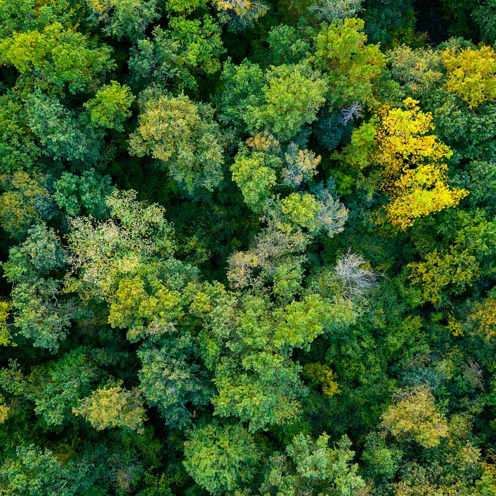 Green forest 