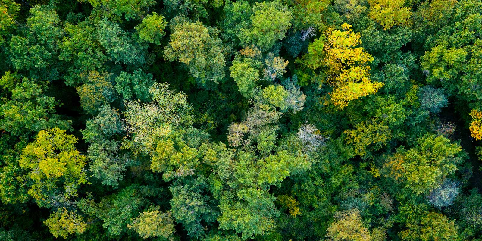 Lush Green Forest 